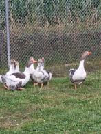 Prachtig koppel bonte ganzen, Dieren en Toebehoren, Pluimvee, Meerdere dieren, Gans of Zwaan