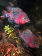 Vieja Synspilum koppel chiclide, Vis