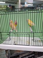 Mooie gouldamadine's, Dieren en Toebehoren, Vogels | Kanaries, Meerdere dieren, Kleurkanarie