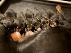 Rottweiler pups (GERESERVEERD), Dieren en Toebehoren, Honden | Bulldogs, Pinschers en Molossers, Rabiës (hondsdolheid), 8 tot 15 weken