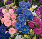 Zaden Marietteklokje Kop&schotel -Campanula Calycanthema mix, Verzenden, Voorjaar, Volle zon, Zaad