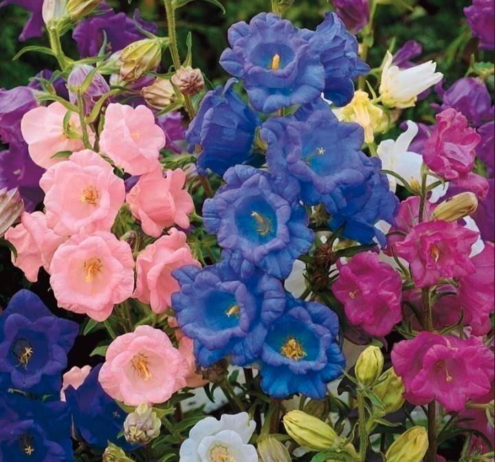 Zaden Marietteklokje Kop&schotel -Campanula Calycanthema mix, Tuin en Terras, Bloembollen en Zaden, Zaad, Voorjaar, Volle zon