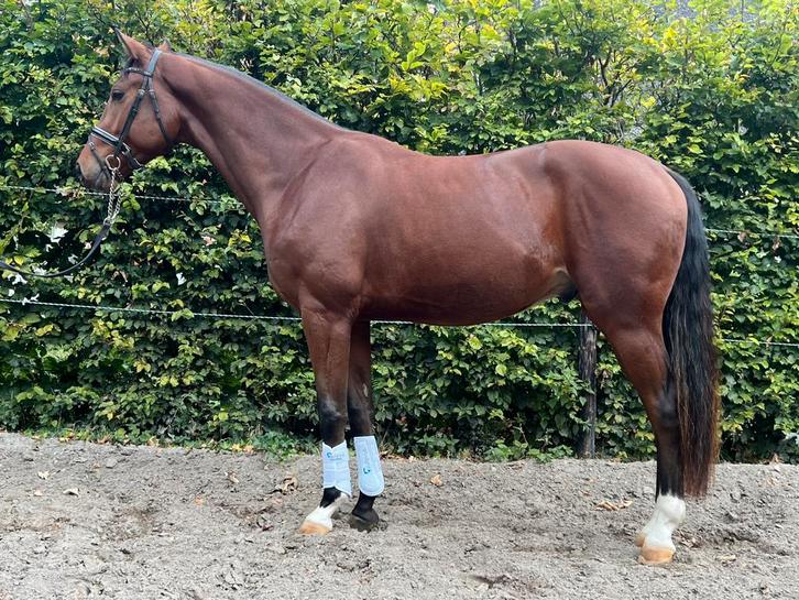 Twee 3 jarige grote dressuur ruinen, Dieren en Toebehoren, Paarden, Ruin, 3 tot 6 jaar, Dressuurpaard