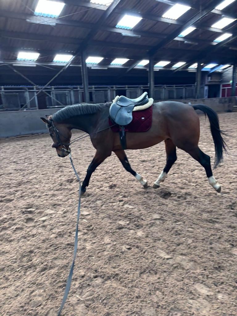 Toto jr. 3.5 jaar, Met stamboom, Ruin, Dressuurpaard, Zadelmak