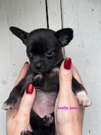 Chihuahua  mini pups, Dieren en Toebehoren, Honden | Chihuahua's en Gezelschapshonden, 8 tot 15 weken, Meerdere, Meerdere dieren