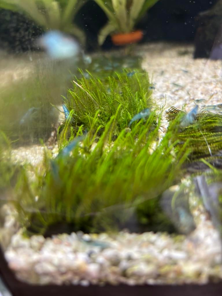 Fissidens zippelianus, Dieren en Toebehoren, Vissen | Aquariumvissen, Kreeft, Krab of Garnaal