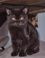 Britse korthaar, Dieren en Toebehoren, Katten en Kittens | Raskatten | Korthaar, Kater, Gechipt, 0 tot 2 jaar