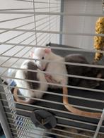 3 tamme ratjes incl GROTE kooi, zeer compleet, veel spullen, Dieren en Toebehoren, Knaagdieren, Rat, Maart, Vrouwelijk, Tam