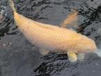 koi karashigoi heel tam 85 cm, Dieren en Toebehoren, Vissen | Vijvervissen, Karper of Koi