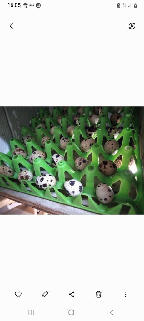 Te broedeieren van Japanse en Jumbo en Chinese dwergkwartels, Dieren en Toebehoren, Pluimvee, Overige soorten, Geslacht onbekend