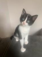 Lief kitten, Dieren en Toebehoren, Katten en Kittens | Raskatten | Korthaar, Poes, Ontwormd, 0 tot 2 jaar