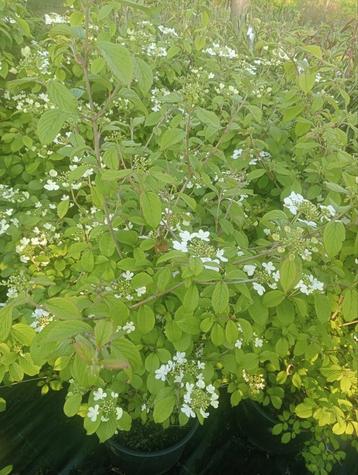 Viburnum watanabe  beschikbaar voor biedingen
