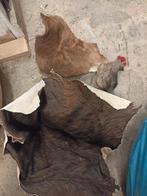 Rest stukken huid van taxidermie/opgezette dieren, Ophalen of Verzenden, Nieuw, Opgezet dier