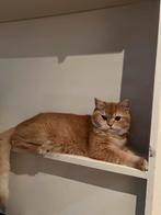 Prachtige Britse kort hair Golden !!, Dieren en Toebehoren