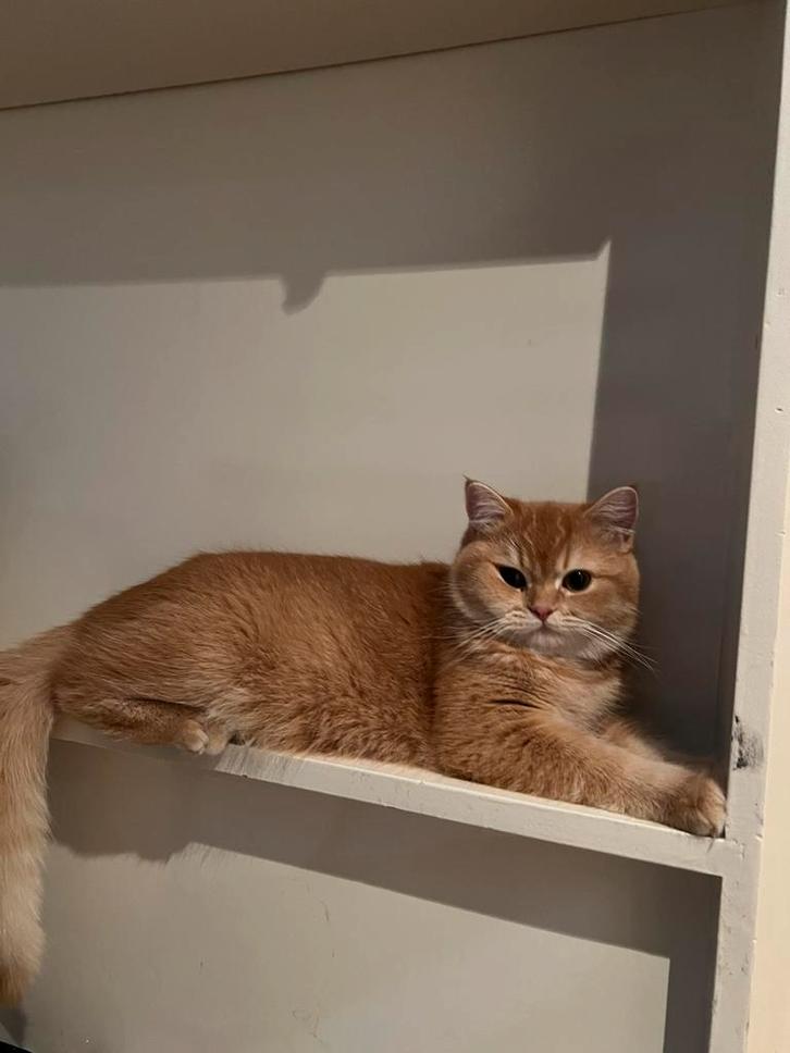 Prachtige Britse kort hair Golden !!, Dieren en Toebehoren, Katten en Kittens | Dekkaters