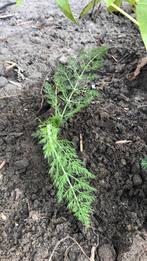 Dille, Tuin en Terras, Ophalen, Volle zon, Groenteplanten, Eenjarig