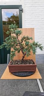 Bonsai Juniperus Chinensis Blue Alps, Ophalen of Verzenden, Bloeit niet, Overige soorten, Volle zon