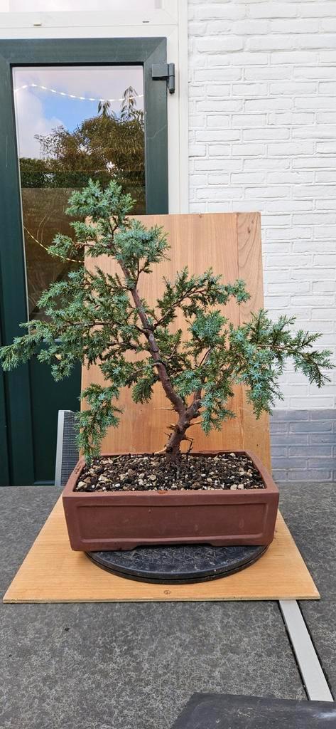 Bonsai Juniperus Chinensis Blue Alps, Tuin en Terras, Planten | Tuinplanten, Overige soorten, Volle zon, Bloeit niet, Ophalen of Verzenden
