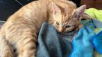 Kittens, Dieren en Toebehoren, Katten en Kittens | Overige Katten, Meerdere dieren, Kortharig, 0 tot 2 jaar