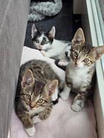 3 lieve kittens te koop! Half bengaal!, Dieren en Toebehoren, Katten en Kittens | Overige Katten, Meerdere dieren, Kortharig, 0 tot 2 jaar