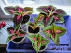 Kamerplant Siernetel (coleus) kan ook vanaf voorjaar in tuin, Tuin en Terras, Planten | Tuinplanten, Ophalen, Zomer, Overige soorten
