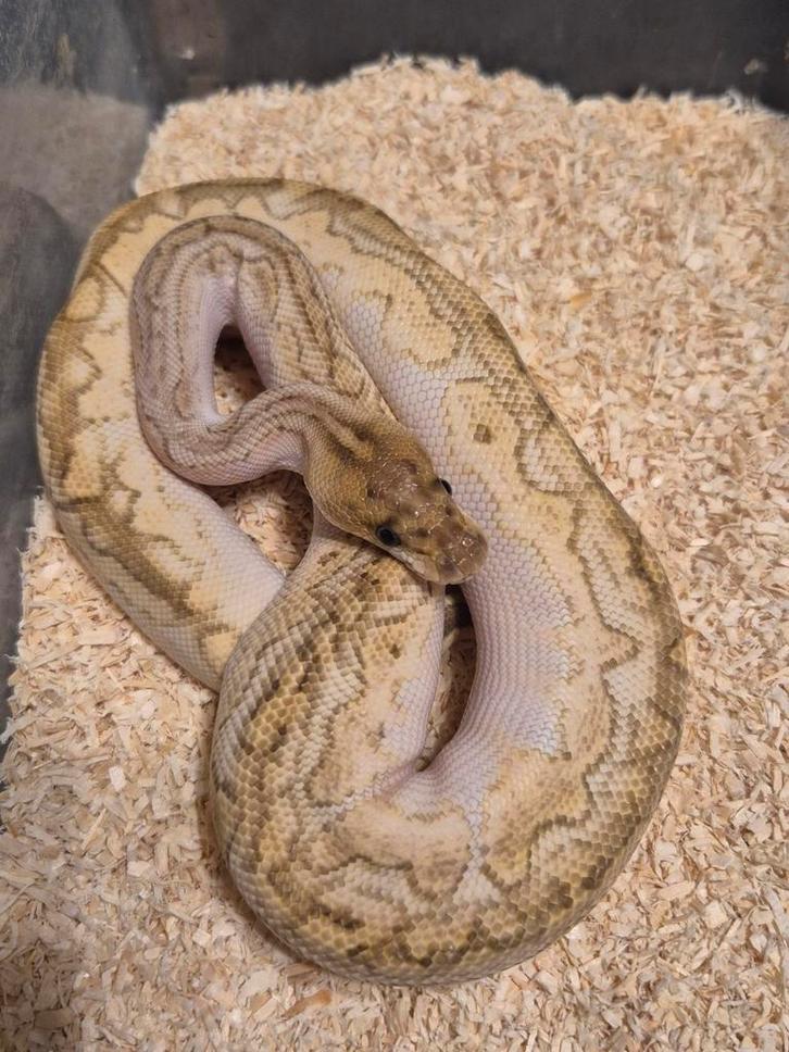Python regius 1.0 bongo pastel lesser clown, Dieren en Toebehoren, Reptielen en Amfibieën, Slang, 0 tot 2 jaar