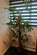 Philodendron pedatum ( Lengte +/- 190 cm.), Ophalen, Overige soorten, Halfschaduw, 150 tot 200 cm