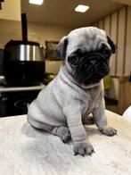 Mops, Particulier, Meerdere, 8 tot 15 weken, Parvo