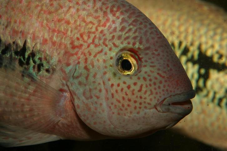 Midden Amerikaanse Cichliden: Vieja hartwegi, Dieren en Toebehoren, Vissen | Aquariumvissen, Zoetwatervis, Vis