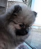 Prachtig Pomeriaan  Pomchi teefje, Parvo, Overige rassen, 8 tot 15 weken, Teef