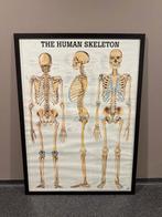 Set van 6 fysiotherapeutische posters in houten lijsten, Ophalen, Met lijst, Sport, A1 t/m A3