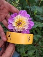 Mooie lila Dahlias met geelwit hart, Tuin en Terras, Planten | Tuinplanten, Volle zon, Vaste plant, Zomer, Ophalen