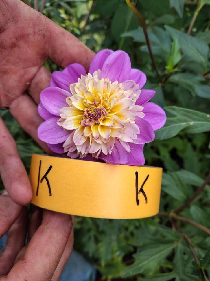 Mooie lila Dahlias met geelwit hart, Tuin en Terras, Planten | Tuinplanten, Vaste plant, Overige soorten, Volle zon, Zomer, Ophalen