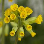Zaden gulden sleutelbloem (Primula veris) - inheems, Ophalen of Verzenden, Najaar, Halfschaduw, Zaad