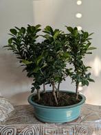 Ficus Microcarpa Bossage Bonsai 35cm, Ophalen of Verzenden, Zomer, Halfschaduw