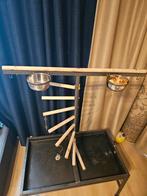 Papegaaien standard, Meerdere dieren, Papegaai