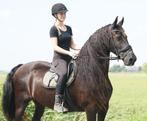 Zeer lieve bereden Friese Ster merrie bomproof familiepaard, Merrie, Gechipt, 160 tot 165 cm, 11 jaar of ouder