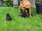 Boerboel x stafford pups, Rabiës (hondsdolheid), Overige rassen, 8 tot 15 weken, Meerdere