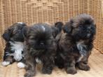 BOOMER PUPS...MALTEZER..X..SHIHTZU, Dieren en Toebehoren, Honden | Chihuahua's en Gezelschapshonden, Maltezer, Nederland, 8 tot 15 weken