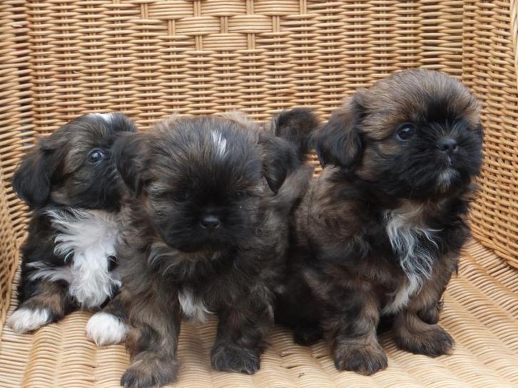 BOOMER PUPS...MALTEZER..X..SHIHTZU, Dieren en Toebehoren, Honden | Chihuahua's en Gezelschapshonden, Meerdere dieren, Maltezer