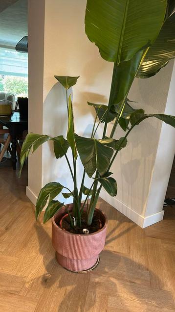 Bloempot Karwei (zonder plant!!!) beschikbaar voor biedingen