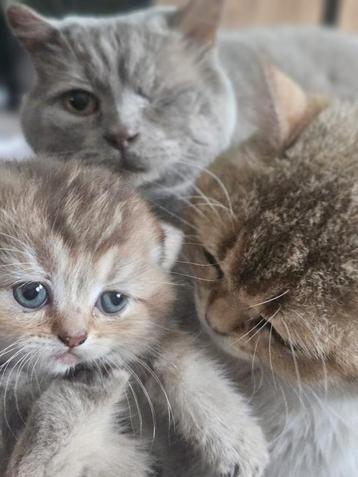 Brits / Britse korthaar kittens. beschikbaar voor biedingen