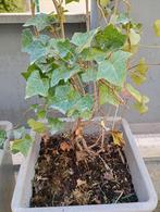 2x Hedera klimop planten, Tuin en Terras, Planten | Tuinplanten, Ophalen, Bloeit niet, Klimplanten, Halfschaduw