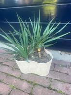yucca gloriosa,diverse variaties, Ophalen, Zomer, Overige soorten, Volle zon
