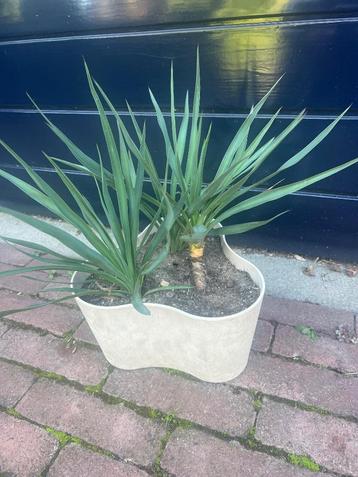 yucca gloriosa,diverse variaties beschikbaar voor biedingen