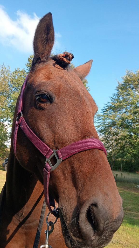 Lief project paard, Dieren en Toebehoren, Paarden, Ruin, 165 tot 170 cm, 11 jaar of ouder, Recreatiepaard, Met stamboom, Gechipt
