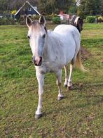 Merrie, schimmel bruin. C PONY 12 jaar, Dieren en Toebehoren, Pony's, Merrie, 11 jaar of ouder