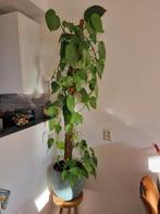 Epipremnum pinnatum groene plant, Huis en Inrichting, Kamerplanten, Ophalen, Overige soorten, Halfschaduw, In pot