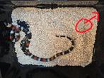 Prachtig Lampropeltis triangulum campbelli, Dieren en Toebehoren, Slang, 0 tot 2 jaar