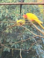 1-0 Lutino princes of wales 2025, Dieren en Toebehoren, Vogels | Parkieten en Papegaaien, Mannelijk, Parkiet, Geringd